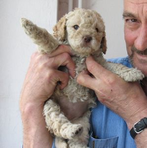 PAS TARTUFAR - LAGOTTO ROMAGNOLO